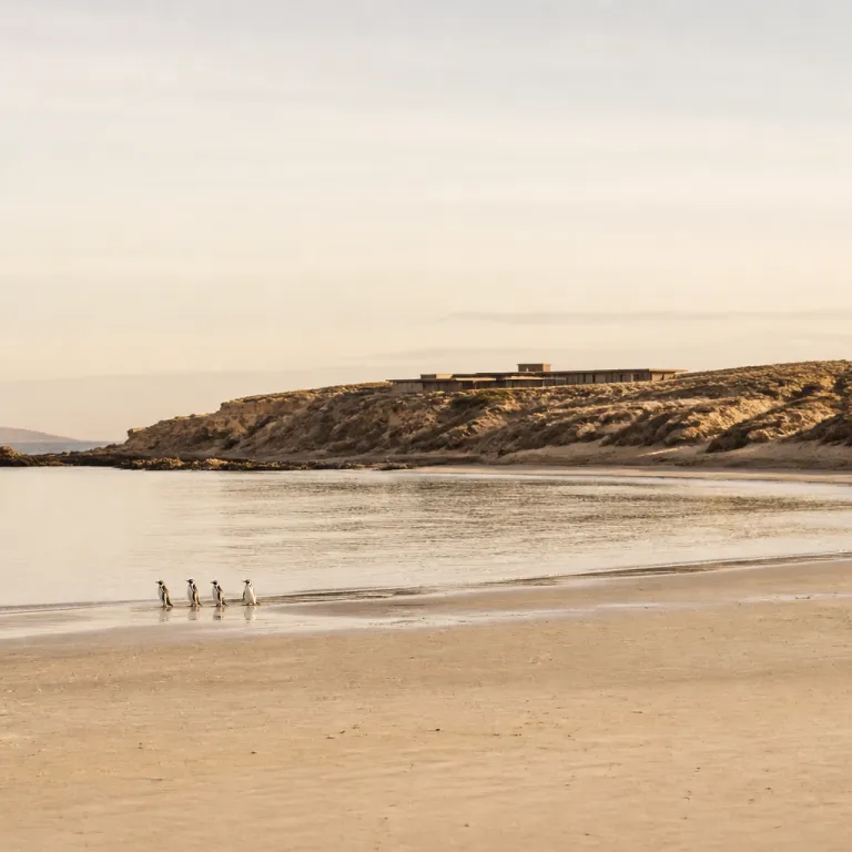 Isla de Chiloé penguins and Patagonia luxury retreats for discerning travelers